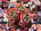 Echeveria Agavoides 'Denteulajjaem' 3" Cluster Succulent Plant