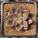 Echeveria Agavoides 'Shaikh' 2" Succulent Plant