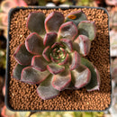 Echeveria Agavoides 'Red Bell' 2" Succulent Plant