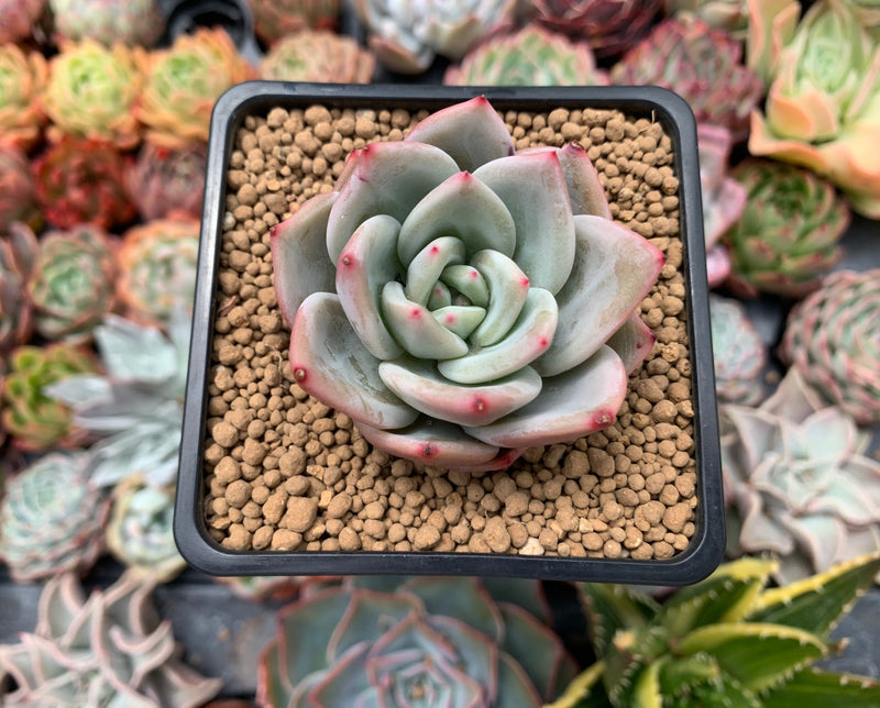 purple and white succulent Echeveria 'Purple Champaign' 2" Succulent Plant – True Succulents Plant Co