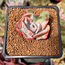 Echeveria 'Beyonce' Variegated 1"-2" Succulent Plant