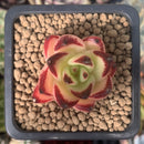 Echeveria Agavoides 'Maria' Superclone 1" Succulent Plant