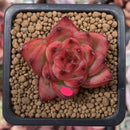 Echeveria Agavoides 'Fire Pillar' 1" Succulent Plant