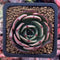 Echeveria Agavoides 'Pink Flora' 2" Succulent Plant