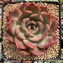 Echeveria Agavoides 'Glam Pink' 3"-4" Succulent Plant
