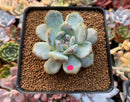 Echeveria 'Orange Monroe' 2" Succulent Plant
