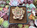 Echeveria 'Lilacina' x 'Rubin' Hybrid 1" Succulent Plant