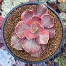 Echeveria 'Red Phoenix' Variegated 4" Succulent Plant