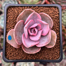 Echeveria 'Rainbow' Variegated 1" Succulent Plant