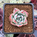 Echeveria 'Fairy Wings' 1" Air Magic Hybrid Succulent Plant
