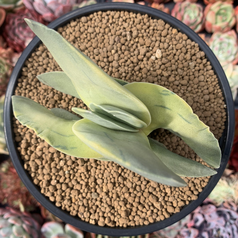 Crassula 'Falcata' Variegated 3"-4" Succulent Plant