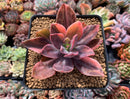 Echeveria 'Hanaikada' Variegated 3" Succulent Plant