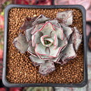 Echeveria 'Strictiflora' 2" Succulent Plant