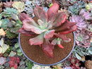 Echeveria 'Diamond State' Variegated 6-7" Large Cluster Succulent Plant