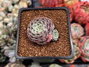 Echeveria 'Leglensis' 1" Succulent Plant
