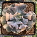 Echeveria 'Cubic Frost' Variegated 4" Large Succulent Plant