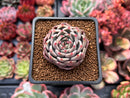 Echeveria Hybrid sp. 2" Succulent Plant