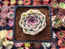 Echeveria 'Essence' 2" New Hybrid Succulent Plant
