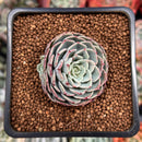 Echeveria 'Leglensis' 1" Succulent Plant