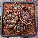 Echeveria Agavoides 'Sarabony' 2"-3" Cluster Succulent Plant