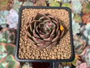 Echeveria Agavoides 'Rudolph' 2" Succulent Plant
