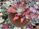 Echeveria 'Diamond State' Variegated 6-7" Large Cluster Succulent Plant