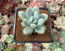 Pachyphytum 'Amata' 1"-2" New Hybrid Succulent Plant