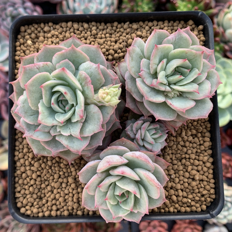 Echeveria 'Ice Love' Lightly Variegated 4"-5" Succulent Plant