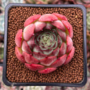 Echeveria 'Melanie' 2" Succulent Plant