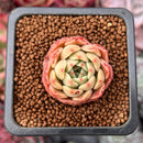 Echeveria 'Omphalos' 1"-2" Succulent Plant