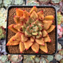 Echeveria Agavoides 'Shaikh' 2"-3" Succulent Plant