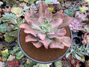 Echeveria 'Chantilly' Mutation Variegated 5" Large Succulent Plant