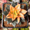 Echeveria 'Monocerotis' Variegated 2" Succulent Plant