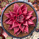 Echeveria Agavoides 'Luming' 4" Succulent Plant