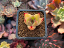 Echeveria Agavoides 'Maria' 1/2" Small Seedling Succulent Plant