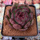Echeveria Agavoides 'Clark' 3" Succulent Plant