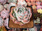 Echeveria 'Lonely Heart' 3" Succulent Plant