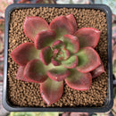 Echeveria Agavoides 'Chapote' 2" Succulent Plant
