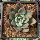 Echeveria 'White Champaign' 1"-2" Succulent Plant