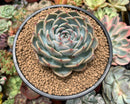 Echeveria 'Lonely Heart' 4" Large Succulent Plant