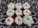 Echeveria 'Chihuahuaensis' 2" *Set of 9* Succulent Plants