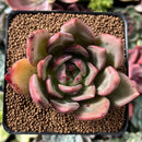 Echeveria 'White Champaign' 2"-3" Succulent Plant