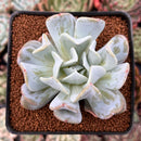 Echeveria 'Exotic' 2" Powdery Succulent Plant