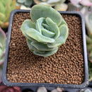Echeveria 'Lovely Rose' 1" Succulent Plant