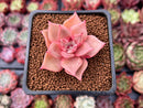 Echeveria Agavoides 'Rosewing' 1" Succulent Plant