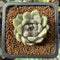 Echeveria 'Purple Internet' 1" New Hybrid Succulent Plant