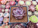 Echeveria 'Odette' 2" New Hybrid Succulent Plant