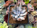 Echeveria 'Tolimanensis' 2" Succulent Plant