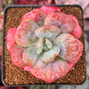 Echeveria 'Hearts Delight' 3" Succulent Plant