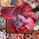 Echeveria 'Angel Wings' Variegated 3"-4" Succulent Plant
